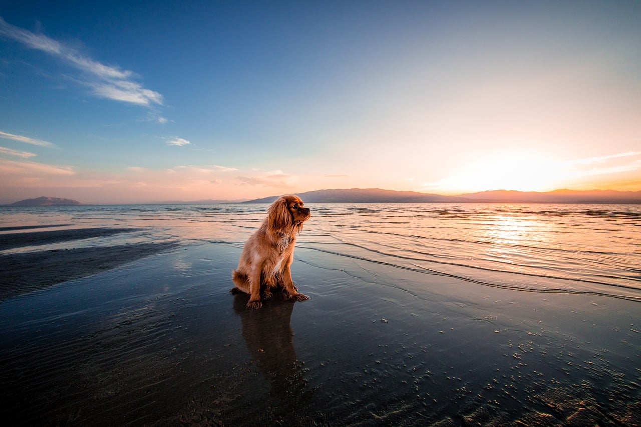 dog, beach, dawn