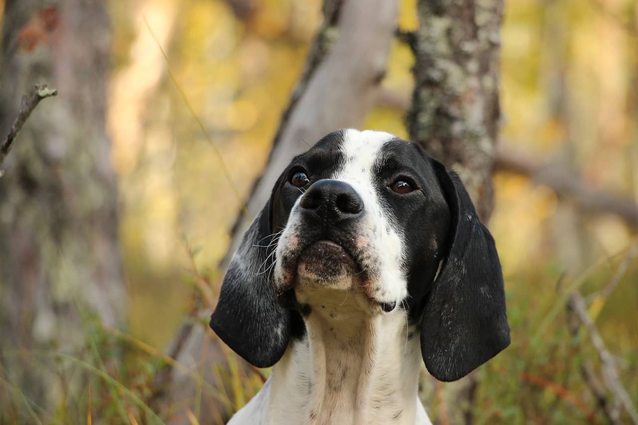 the pointer, dog, woods pointing dog