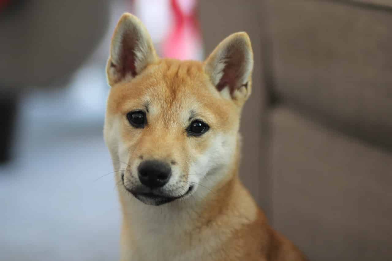 dog, shiba inu, puppy