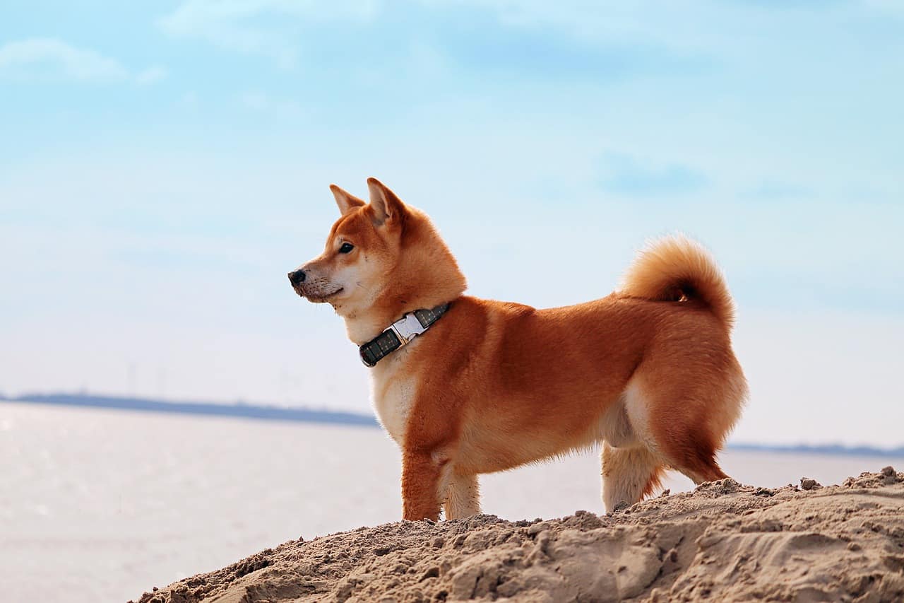 domestic animal, dog, japanese